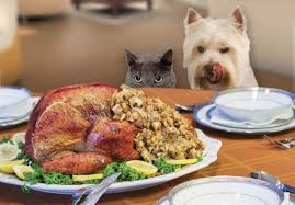 What Your Pet Shouldnt Eat on Thanksgiving