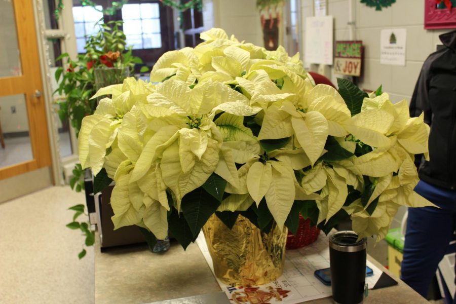 flowers in the front office 