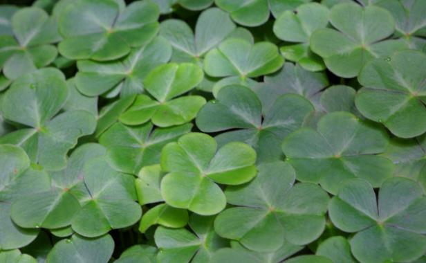 Why+are+Shamrocks+Lucky%3F
