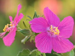 Flowers in the greenhouse. 