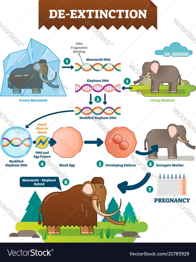 The Photo above describes the process of De-extinction of the wooly mammoth. 