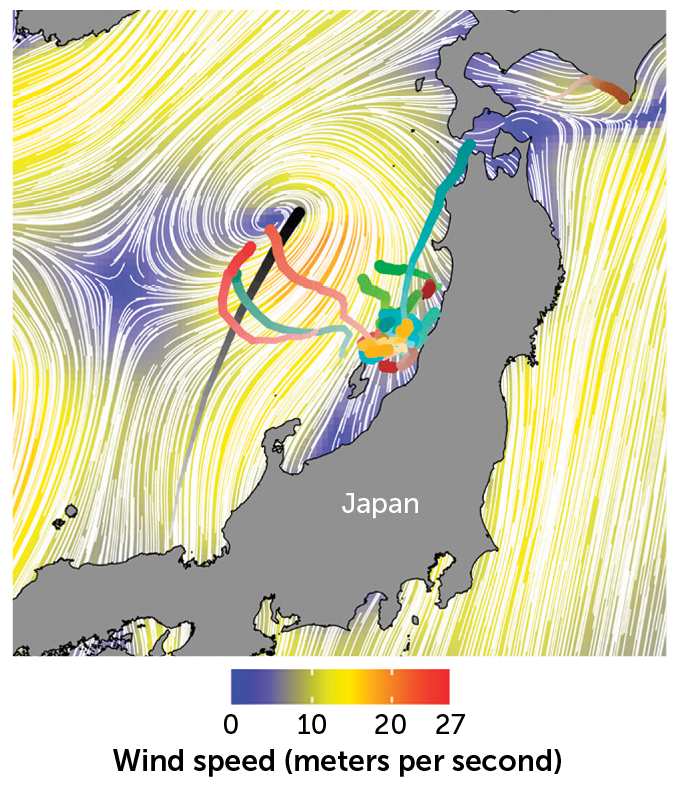 The Streaked Shearwaters paths taken to survive a typhoon based on the strength and direction of the wind. 