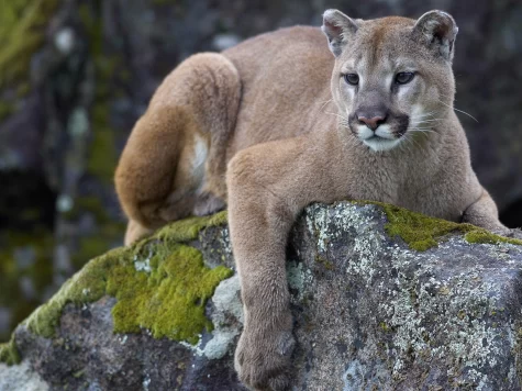 These mountain Lions are eating these peoples pets.