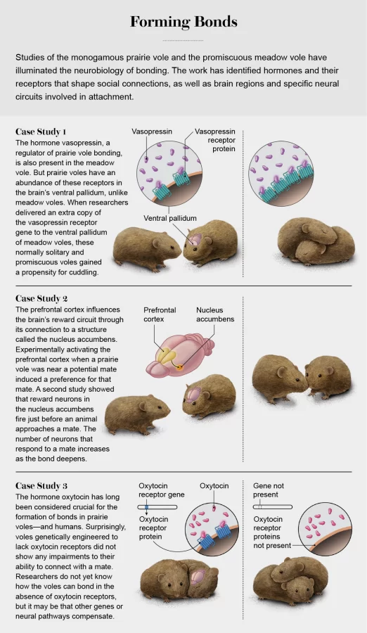 When voles brains are Introduced  to these chemicals they cause attractions to form 