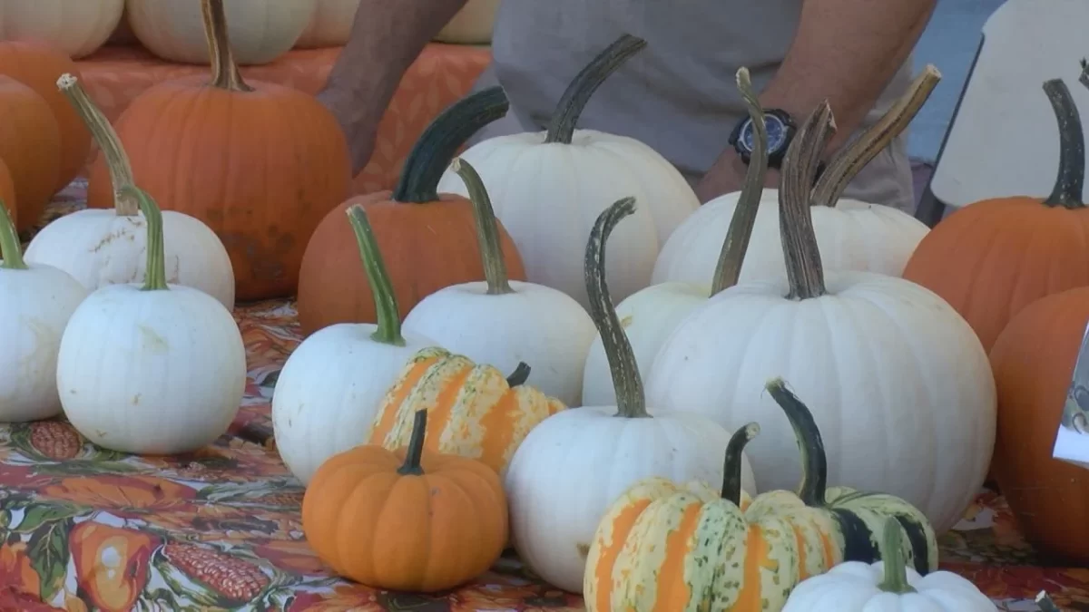 Pumpkins that you can find at the Bourbon County Pumpkin Festival.