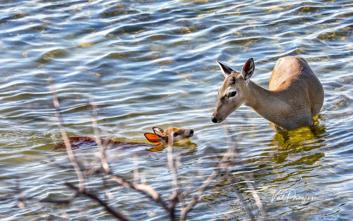 A mother Key Deer gives its fawn a swimming lesson
