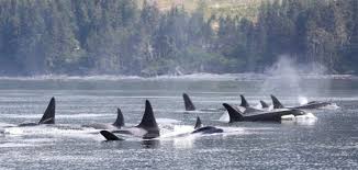 The above image is of an abnormally large pod of orcas which have become more popular in recent years. 