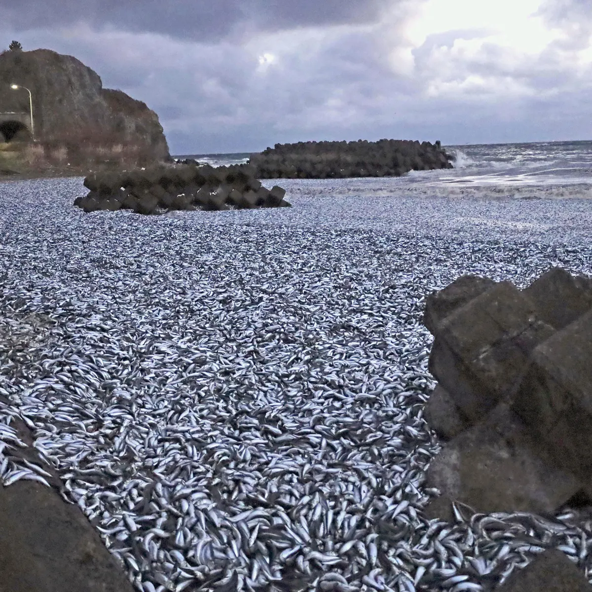 Image of Hakodate shore covered in tons of sardines and mackerels.  