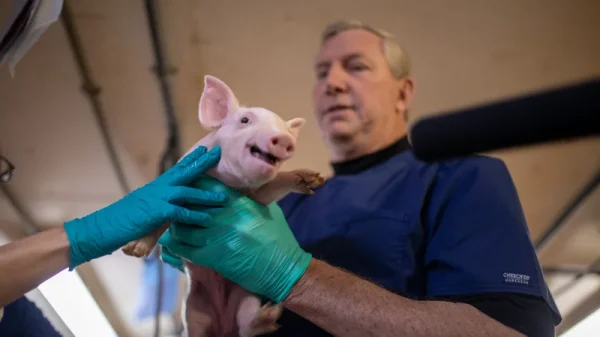 The chief scientific officer of Revivicor, with one of the pigs that are raised within the facility. 