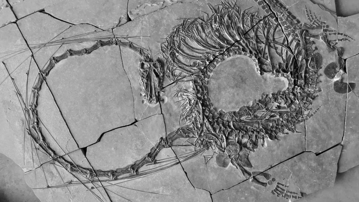 The fossil found by paleontologist Li Chun.