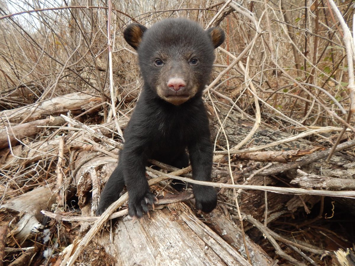 A bear cub 